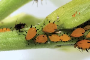 How to kill aphids