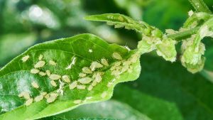 what are aphids
